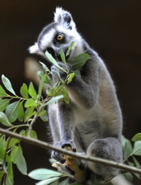 Lemur Pavel.