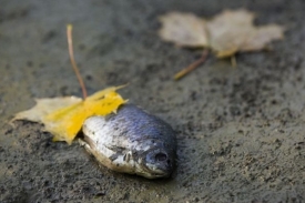 Ryby uhynuly zřejmě z nedostatku kyslíku (ilustrační foto).