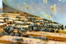 Zájem o chov včel v Česku podle svazu roste.