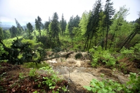 Škody v lesích dosáhly 147 milionů korun.