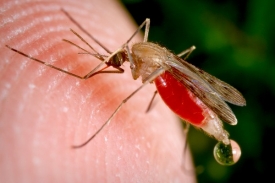 Malárii přenášejí pouze samičky. Samečci krev nesají.
