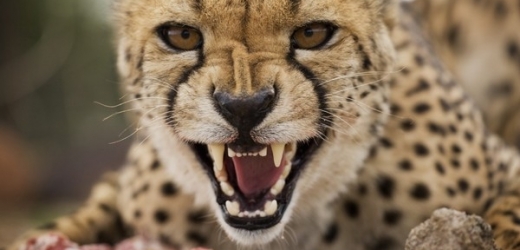 Ve volné přírodě dnes přežívá posledních deset tisíc gepardů.