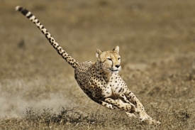 Gepard je nejrychlejší savec planety.