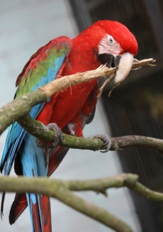 Gang obchodoval se vzácnými papoušky v celé Evropské unii.