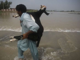 Muž zachraňuje kozu před přívaly vod.