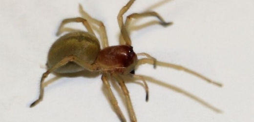 Na Litoměřicku se vyskytuje jedovatý pavouk z jižní Evropy.