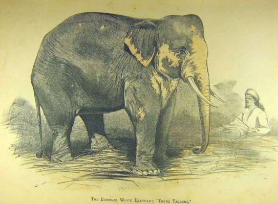 Bílý slon v Barmě na kresbě z 19. století.