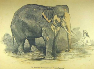 Bílý slon v Barmě na kresbě z 19. století.
