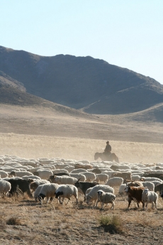 Mongolská krajina nemohla vysoké stavy stád udržet.