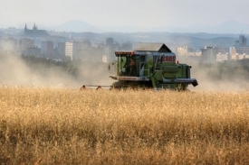 Letošní sklizeň obilí bude nižší, varují statistici.