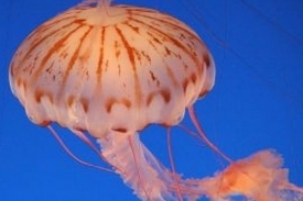 Setkání s medúzou nepřináší jen estetický zážitek (ilustrační foto).