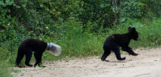 Medvídě na Floridě bylo vysvobozeno z lahve naražené na hlavě.