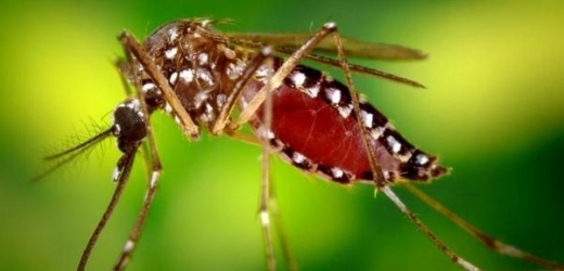 Aedes aegypti přenáší nebezpečné tropické nemoci.