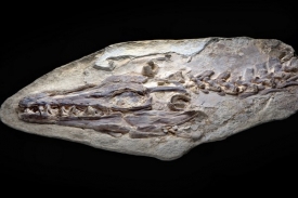 Fosilie se zachovala s neuvěřitelným množstvím detailů.