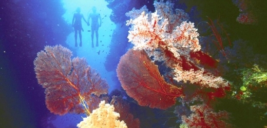 Barevná krása z moří mizí, koráli umírají.
