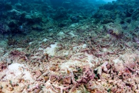 Podmořská poušť - dno pokryté mrtvými koráli.