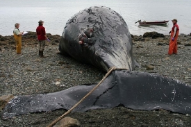 Odborníci si prohlížejí uhynulou velrybu na pobřeží Aljašky.