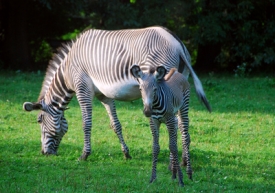 Zoo lákají na nové přírůstky (na snímku zebry Grévyho v Ostravě).