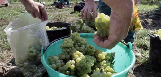 Vinných hroznů bude letos méně (ilustrační foto).