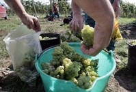 Vinných hroznů bude letos méně (ilustrační foto).