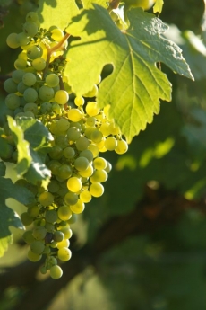 Z milionu kilogramů hroznů lze vyrobit až 750 tisíc litrů vína.