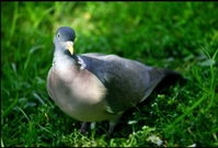 Vídeň staví pro holuby holubník, aby neobtěžovali hlukem a výkaly.