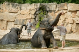 Sloni dostanou nový sloninec.