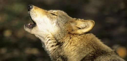 Amatérský zoolog tvrdí, že na Šumavě spatřil vlka (ilustrační foto).