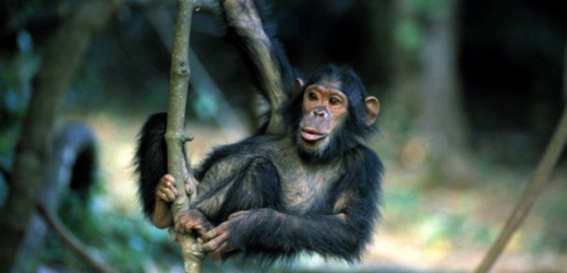 Šimpanzi opět prokázali svou inteligenci a přelstili lovce (ilustr. foto).