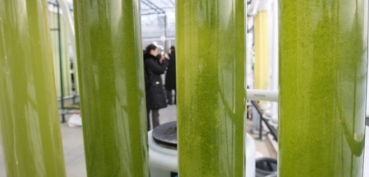 Mikroorganismy vyrábějící biopaliva představují naději pro budoucnost.