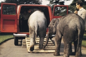 Převážet slony? Pro transit maličkost!