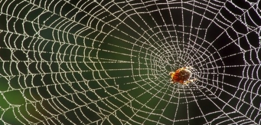 Pavoučí vlákna jsou nesmírně pevná (ilustrační foto).