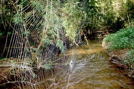 Sítě madagaskarského křižáka mohou mít plochu až 2,8 metru čtveračního.