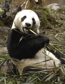 Panda Chua Mej.