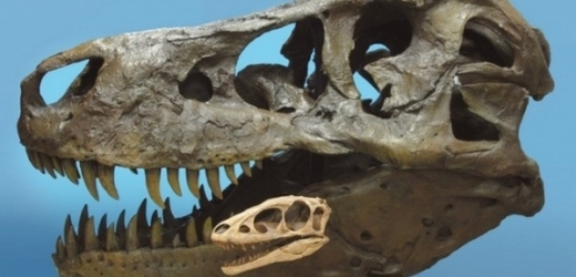 Srovnání lebek Tyrannosaura rexe a o 60 milionů let staršího druhu Raptorex kriegsteini.