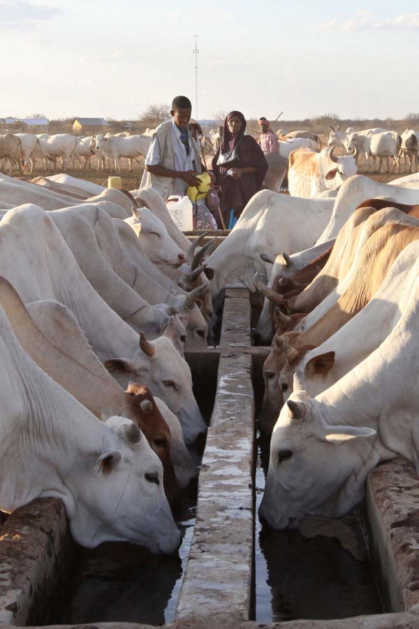 V Keni si lze pojistit i dobytek.