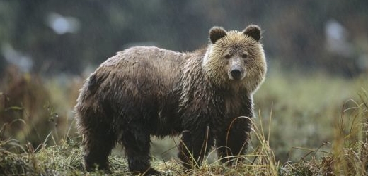 Medvěd ze zahrádky zmizel poté, co dostal ránu cuketou (ilustrační foto).