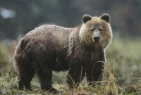 Medvěd ze zahrádky zmizel poté, co dostal ránu cuketou (ilustrační foto).