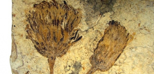 Fosilie rostliny příbuzné dnešním slunečnicím je stará 47,5 milionu let.