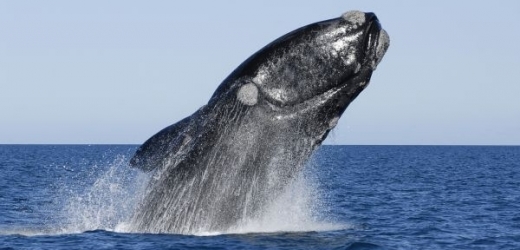 Velryba jižní není žádný drobek, dorůstá až 18 metrů a váží 80 tun (ilustrační foto).