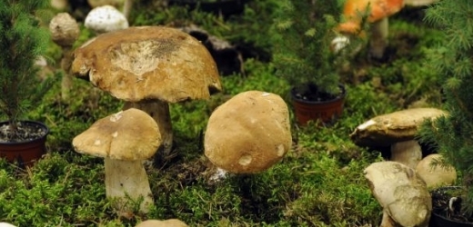 případy ztracených houbařů se poslední dobou zvyšují (ilustrační foto).