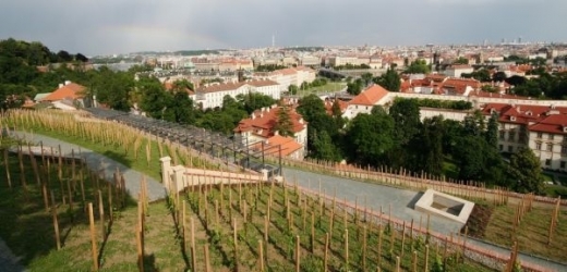 Svatováclavskou vinici čeká první sklizeň.