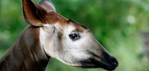 Okapi se podařilo ve volné přírodě spatřit po padesáti letech.