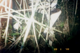 Okapi v konžském národním parku Virunga zachytil automatický fotoaparát.