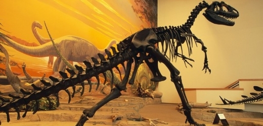 Allosaurus se živil buď jako lovec, nebo jako mrchožrout.