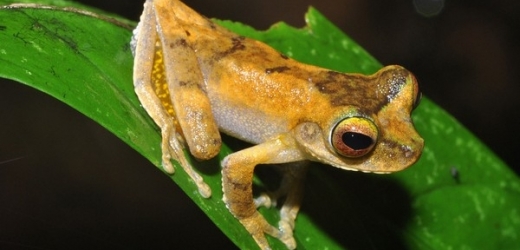 Nově popsaný druh žáby rodu Litoria.