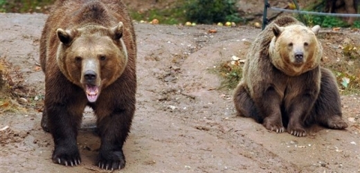 Medvědi se vždy nedrží jen při zemi (ilustrační foto).