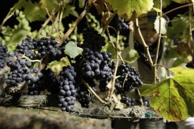 Sklizeň hroznobého vína bude letos menší (iluistrační foto).