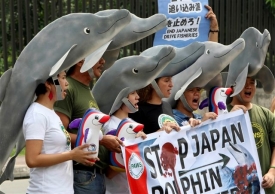 Nezabíjejte delfíny! Japonci mají po světě nepřátele z různých důvodů. 