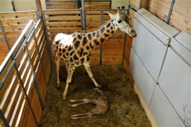 Šťastná maminka a nová žirafka.